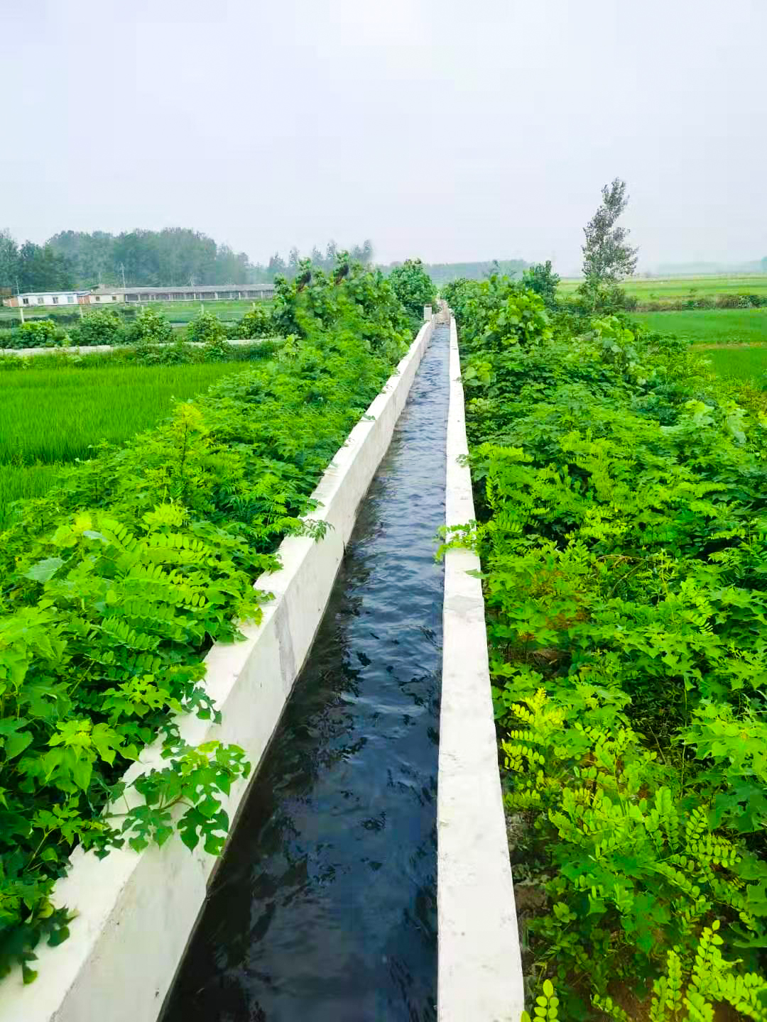 河南淮濱高標(biāo)準(zhǔn)農(nóng)田建設(shè)項目.jpg